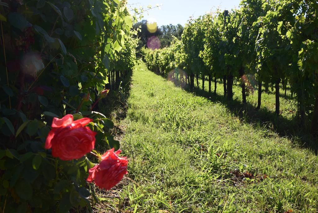 Agriturismo Podere Villa Alessi Cinto Euganeo المظهر الخارجي الصورة